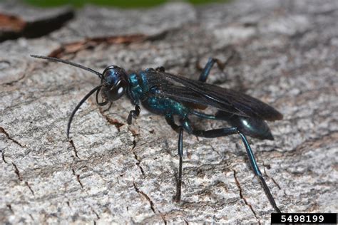 metallic blue mud dauber in house|Chalybion californicum .